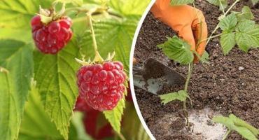 Jak zasadit maliny na jaře: doporučení pro začínající zahradníky